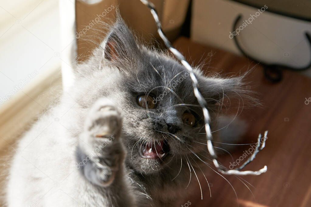 British longhair kitten is fighting playing