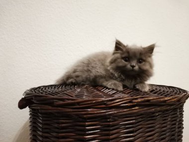 İngiliz kedi yavrusu ahşap bir sepetin üzerinde üşümekten yoruldu.