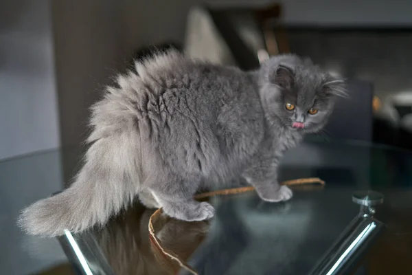 Cinza britânico fofo gatinho que coloca refrigeração — Fotografia de Stock