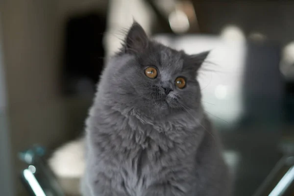 Cinza britânico fofo gatinho que coloca refrigeração — Fotografia de Stock