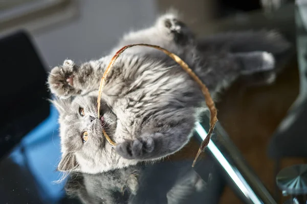 Británico longhair gatito está luchando jugando —  Fotos de Stock