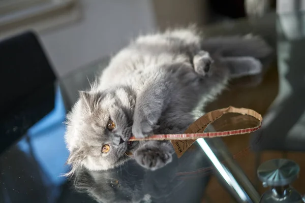 Britânico longhair gatinho está lutando jogando — Fotografia de Stock