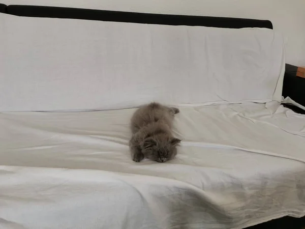 Gatinho britânico cansado, refrigeração e dormir em um — Fotografia de Stock