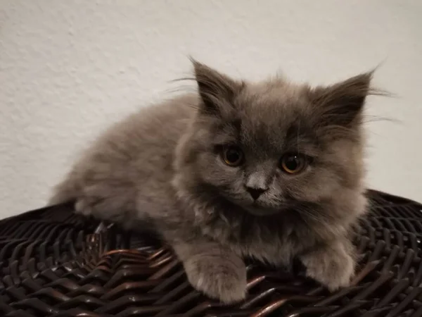 Gatito británico cansado escalofriante en una cesta de madera —  Fotos de Stock