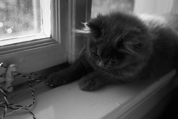 Cute Grey Fluffy Cat Kitten Playing Front Window Apartment Black — Stock Photo, Image