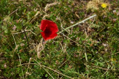 Bahar mevsiminde güneşli bir günde yeşil tarlada izole edilmiş haşhaş çiçeği. Yakın çekim görüntüsü.