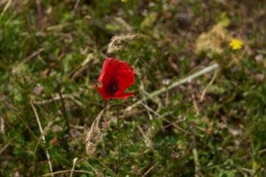 Bahar mevsiminde güneşli bir günde yeşil tarlada izole edilmiş haşhaş çiçeği. Yakın çekim görüntüsü.