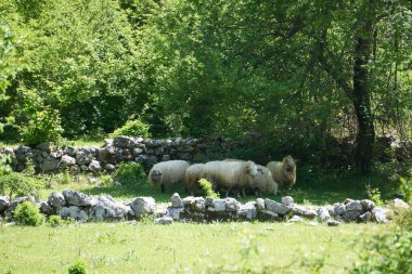 Boynuzlu koyun sürüsü ya da sürüsü