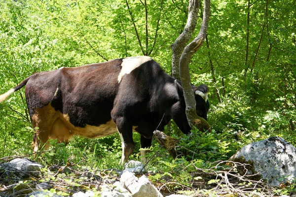 Duży czarny i biały plamisty krów mlecznych wypas w — Zdjęcie stockowe