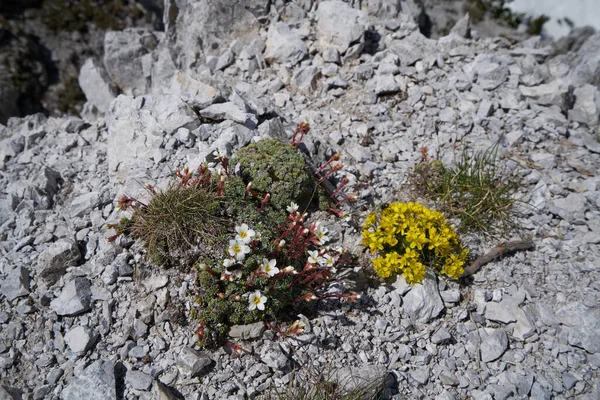 Flor Amarilla Las Rocas Los Alpes —  Fotos de Stock
