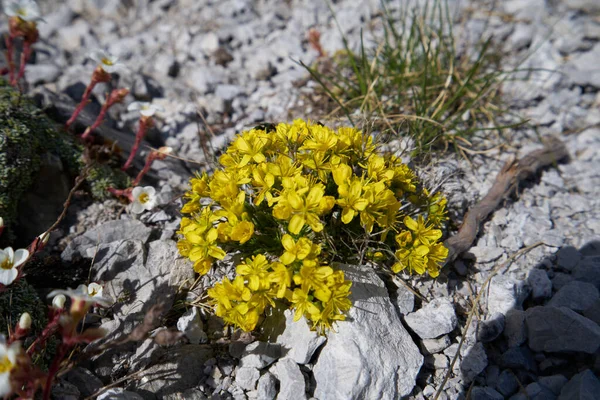 Żółty Kwiat Skałach Alpach — Zdjęcie stockowe