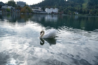 Slavya 'daki kanlı gölde güzel kuğular.