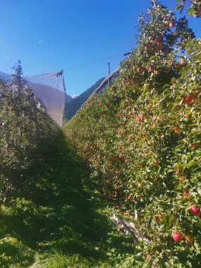 Vinschgau bölgesinde olgun elma meyveleri