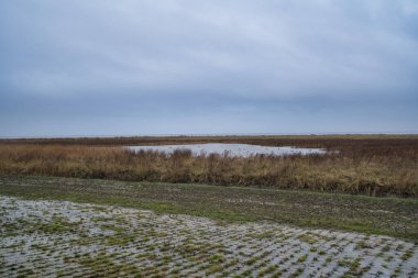 Almanya 'da kışın göç eden kuşlar