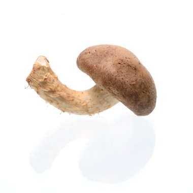 shiitake mantar beyaz zemin üzerine 