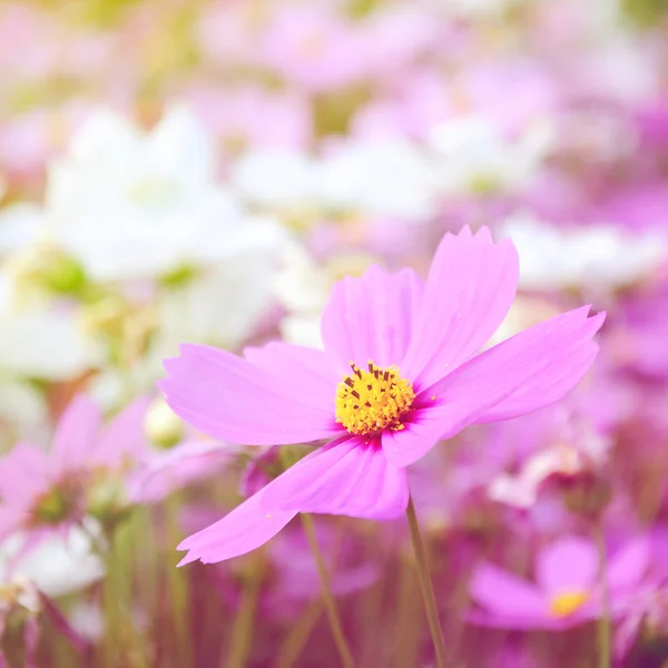 Abatract.Sweet color cosmos flowers — Stock Photo, Image