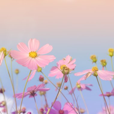 Abatract.Sweet renk cosmos çiçekler