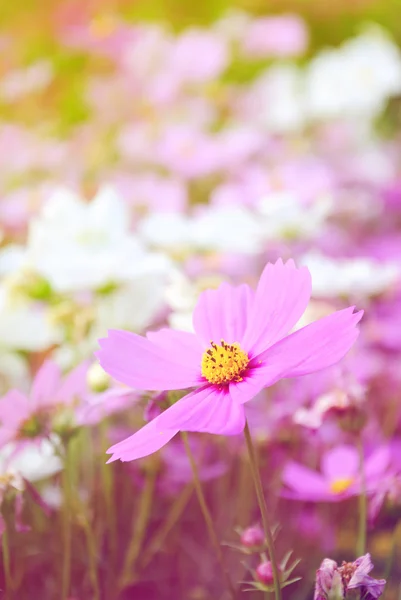 Abatract.Sweet color cosmos flowers — Stock Photo, Image