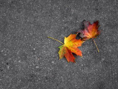 Gri arkaplanda sonbahar yaprağı.