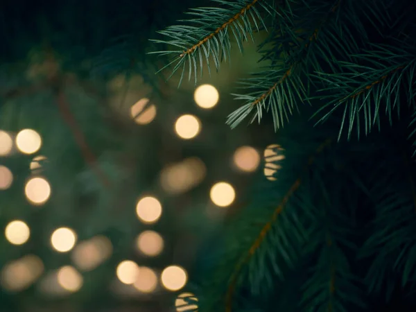 Yeşil Noel ağacı dalı ve sarı ışıklar Bokeh 'te bulanıklaştı