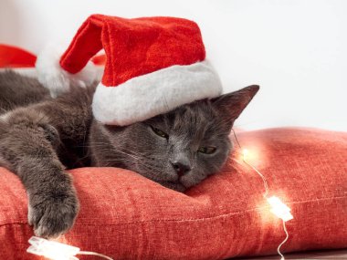Dinlenen kedi Noel Baba şapkası takıyor.