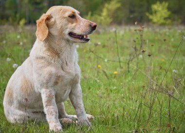 Köyün köpeği sahada..