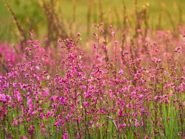 Pembe çiçekler tarlada sıcak ışıkta.