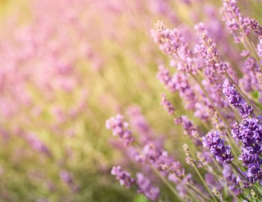 Çiçek bahçesindeki lavanta çiçeklerine odaklan.