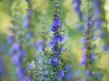 Hyssop 'un mor çiçekleri (hyssopus officinalis)