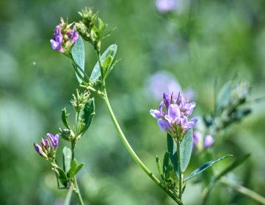 Tarlada yonca çiçekleri. Tıbbi sativa..