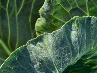 Yakın plan yeşil lahana yaprağı..