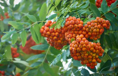 Kırmızı Rowan bir dalda