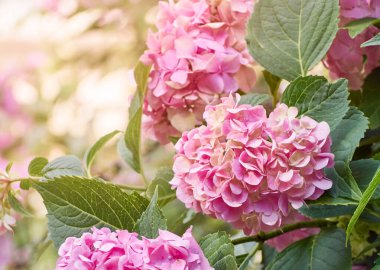 Ortanca 'nın pembe çiçekleri..