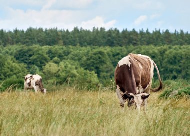 İnekler yeşil alanda.