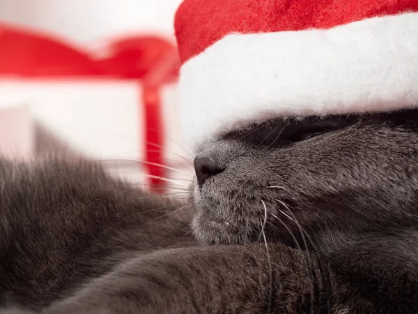 Odpočívající Kočka Santa Claus Vánoční Klobouk — Stock fotografie