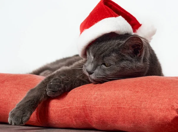 Odpočívající Kočka Santa Claus Vánoční Klobouk — Stock fotografie