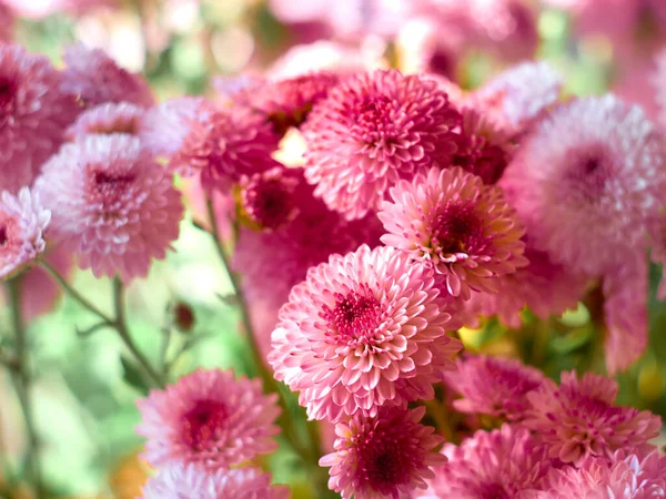 Beautiful Pink Chrysanthemum Flowers Blooms Garden — Stock Photo, Image