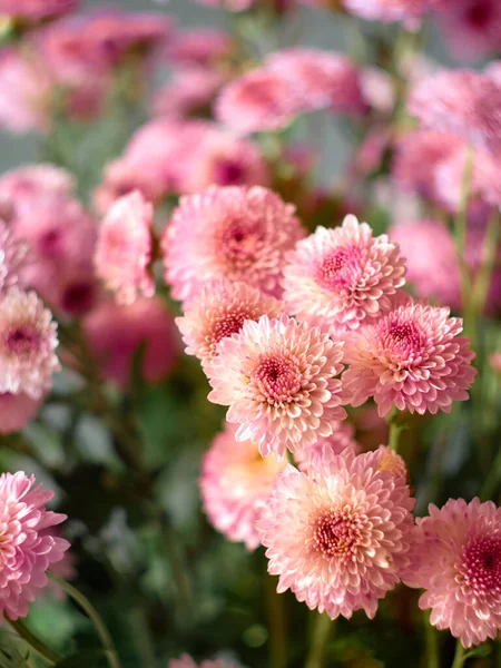 Beautiful Pink Chrysanthemum Flowers Blooms Garden — Stock Photo, Image
