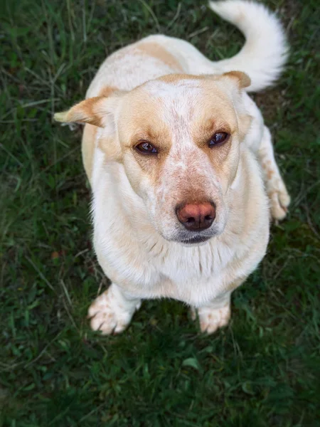 Dorfhund Auf Dem Feld — Stockfoto