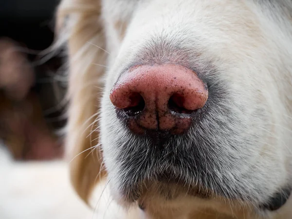 Beauty Golden Retriever Dog Close — Stock Photo, Image