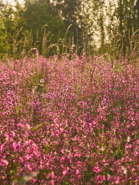 Flores Cor Rosa Luz Quente Campo — Fotografia de Stock