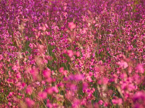 Flores Cor Rosa Luz Quente Campo — Fotografia de Stock