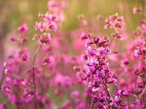 Flores Cor Rosa Luz Quente Campo — Fotografia de Stock