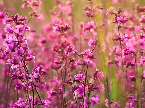 분홍빛을 꽃들이 빛으로 — 스톡 사진