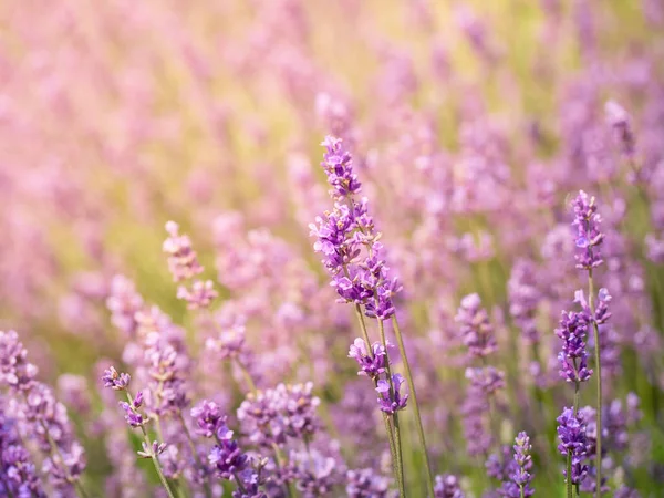 Zachte Focus Lavendelbloemen Bloementuin — Stockfoto