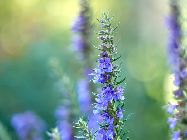 Lila Blüten Des Ysop Hyssopus Officinalis — Stockfoto