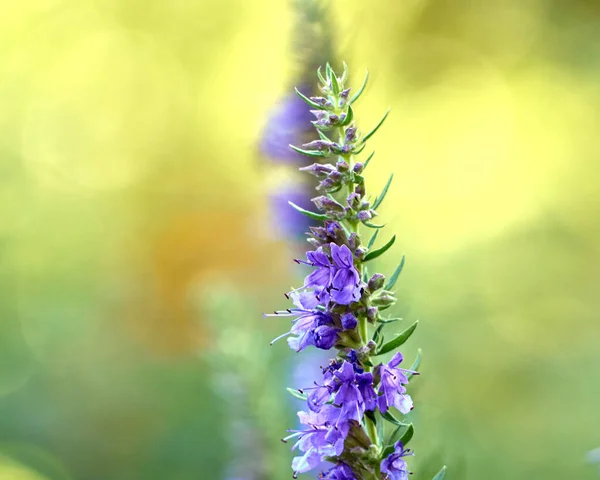 Flores Púrpuras Hisopo Hyssopus Officinalis — Foto de Stock