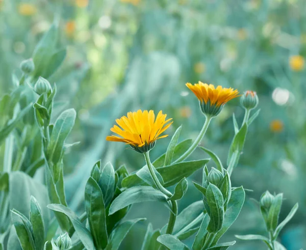 Λαμπερά Άνθη Καλέντουλας Calendula Officinalis — Φωτογραφία Αρχείου