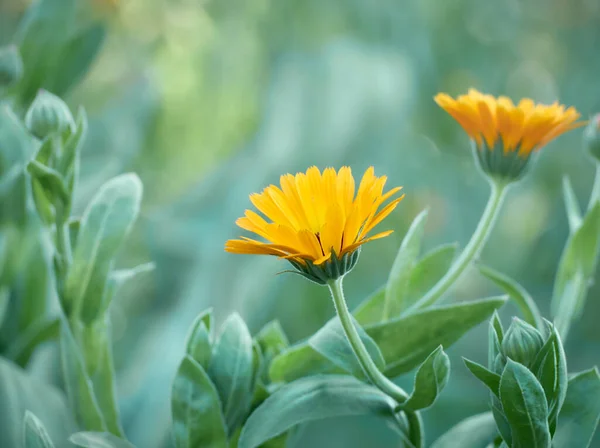 Parlak turuncu calendula çiçekleri (Calendula officinalis)