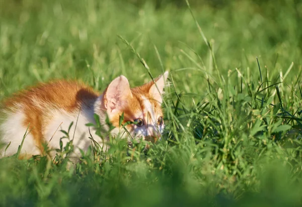 Котёнок Играет Траве — стоковое фото